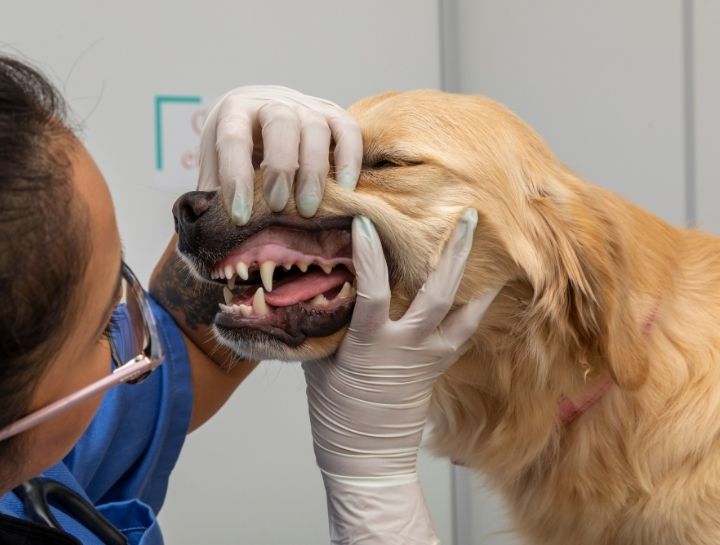 Hyannis Pet Dentist