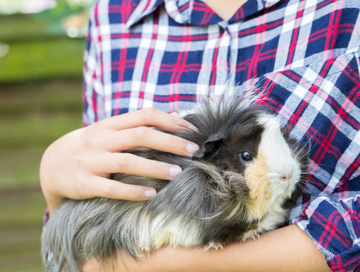 Hyannis Small Animal Veterinarian