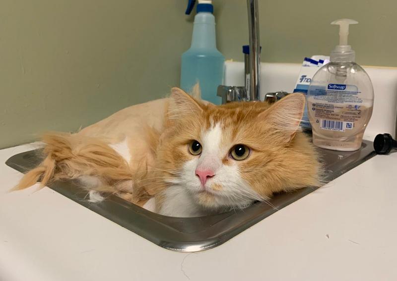 Carousel Slide 4: Cat in sink