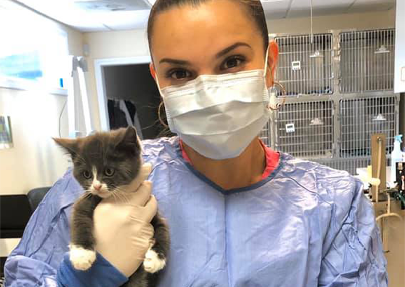 Kitten Veterinary Care, Hyannis